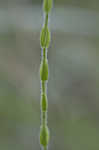 Hairy St. Johnswort